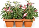 Aktuelles Geranien oder Fuchsien Angebot bei Netto Marken-Discount in Fürth ab 4,99 €