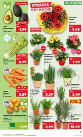 Aktueller Kaufland Prospekt mit Blumen, "Aktuelle Angebote", Seite 17