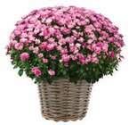 Hagebaumarkt Oberndorf - Chrysanthemen-Busch Angebot im Prospekt Chrysanthemen-Busch bei Hagebaumarkt im Oberndorf Prospekt für 4,99 €