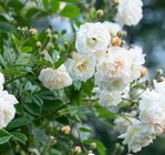 Ramblerrose von  im aktuellen Pflanzen Kölle Prospekt für 17,99 €