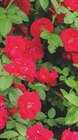 Bodendeckerrosen für 2,49 € bei Zimmermann im Angebot Bodendeckerrosen im aktuellen Zimmermann Prospekt