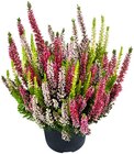 Aktuelle Pflanzen Angebote bei Penny in Mönchengladbach Aktuelles Besenheide Starlight Trio Angebot bei Penny in Mönchengladbach ab 5,99 €
