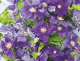 Clematis für 12,99 € bei toom Baumarkt im Angebot Clematis im aktuellen toom Baumarkt Prospekt