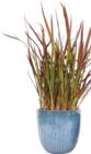 Gräser Mix Angebote von FloraSelf bei Hornbach Voerde für 17,95 €