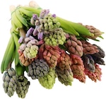 Aktuelles Hyazinthen Trio Angebot bei REWE in Nürnberg ab 2,49 €