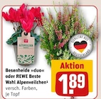 Alpenveilchen Angebote von REWE Beste Wahl bei REWE Siegburg für 1,89 €