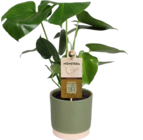 E center Bad Dürrheim - Monstera deliciosa Angebot im Prospekt Monstera deliciosa bei E center im Bad Dürrheim Prospekt für 7,99 €
