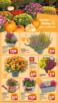 Pflanzen im aktuellen REWE Prospekt (Mönchengladbach) Pflanzen im REWE Prospekt "Dein Markt" mit 34 Seiten (Mönchengladbach)