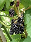 Mûres à fruits INVIVO Nous on sème à Gamm vert dans Mousseaux-Neuville