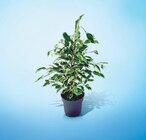 FICUS POT 17 CM en promo à 9,99 € chez Netto FICUS POT 17 CM dans le catalogue Netto