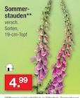 Sommerstauden im Angebot bei Zimmermann in Bremerhaven Sommerstauden Angebote bei Zimmermann Bremerhaven für 4,99 €