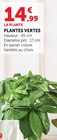 Plantes vertes - Super U à Amiens Plantes vertes en promo chez Super U Amiens à 14,99 €