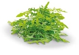 Rucola Angebot in Brandenburg an der Havel Rucola im aktuellen Prospekt bei Penny-Markt in Brandenburg an der Havel