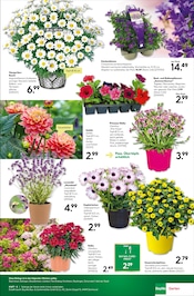 Aktueller BayWa Bau- und Gartenmärkte Prospekt mit Lavendel, "Mediterrane Eleganz", Seite 7