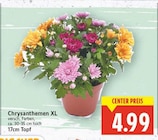 Chrysanthemen XL für 4,99 € bei E center im Angebot Chrysanthemen XL im aktuellen E center Prospekt