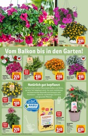 Aktueller REWE Prospekt mit Pflanzenerde, "Dein Markt", Seite 33
