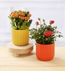 PLANTE FLEURIE - Super U à Orléans PLANTE FLEURIE en promo chez Super U Orléans à 5,99 €