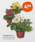 Topfgerbera im aktuellen tegut Prospekt