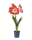 Amaryllis im Angebot bei Lidl in Ravensburg Amaryllis Angebote bei Lidl Ravensburg für 2,99 €
