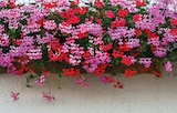 Aktuelles GERANIEN (Pelargonium) Angebot bei OBI in Erfurt ab 1,79 €