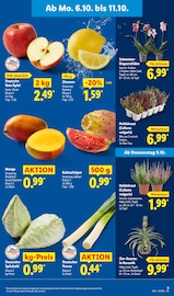 Aktueller Lidl Prospekt mit Pflanzen, "LIDL LOHNT SICH", Seite 5