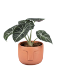 Plante verte visage - Lidl à Aulnay-sous-Bois Plante verte visage en promo chez Lidl Aulnay-sous-Bois à 5,99 €