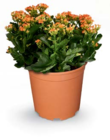 Kalanchoe im Angebot bei Netto Marken-Discount in Hoyerswerda Kalanchoe Angebote bei Netto Marken-Discount Hoyerswerda für 4,99 €