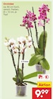 Aktuelle Zimmerpflanzen Angebote bei Netto Marken-Discount in Mannheim Aktuelles Orchidee Angebot bei Netto Marken-Discount in Mannheim ab 9,99 €
