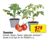 Aktuelles Tomaten Angebot bei toom Baumarkt in Pforzheim ab 1,29 €