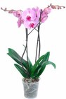 SCHMETTERLINGS-ORCHIDEE (PHALAENOPSIS) Angebote bei OBI Hildesheim für 8,99 €