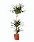 Grande plante verte en promo chez Lidl Saint-Nazaire à 13,99 €