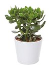Truffaut Saint-Fargeau-Ponthierry - Promo PLANTE SUCCULENTE EN CACHE-POT CÉRAMIQUE Promo PLANTE SUCCULENTE EN CACHE-POT CÉRAMIQUE à 5,49 € dans le catalogue Truffaut à Saint-Fargeau-Ponthierry