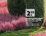 Besenheide (Calluna vulgaris) âBeauty Ladiesâ einfarbig im Hagebaumarkt Prospekt Besenheide (Calluna vulgaris) âBeauty Ladiesâ einfarbig von im aktuellen Hagebaumarkt Prospekt fĂŒr 2,59 âŹ