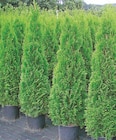 Smaragd Angebote von Thuja bei Thomas Philipps Remscheid für 5,99 €