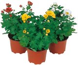 Chrysanthemen »Mini Swifty« Angebote bei REWE Wunstorf für 1,11 €