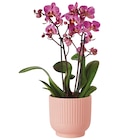 Promo Phalaenopsis "Multiflora" ECLOZ à 8,99 € dans le catalogue Jardiland à Champniers