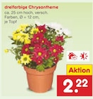 dreifarbige Chrysantheme im Angebot bei Netto Marken-Discount in Stuttgart dreifarbige Chrysantheme Angebote bei Netto Marken-Discount Stuttgart für 2,22 €