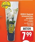 Schmetterlingsorchidee von EDEKA Regional im aktuellen E center Prospekt
