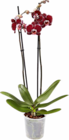 Orchidee im Angebot bei Netto Marken-Discount in Hagen Orchidee Angebote bei Netto Marken-Discount Hagen für 6,99 €