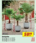 Hanfpalme bei toom Baumarkt im Taunusstein Prospekt für 59,99 €