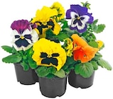 Stiefmütterchen Angebote bei REWE Wetzlar für 3,45 €