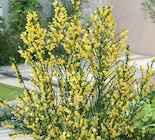 Ginster Angebote bei Zimmermann Bremerhaven für 8,99 €