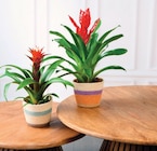 Bromelias - Super U à Nantes Bromelias en promo chez Super U Nantes à 8,99 €