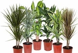 DRACHENBAUM (DRACAENA) Angebote bei OBI Altenburg für 11,99 €