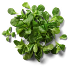Dtsch. Feldsalat von  im aktuellen Kaufland Prospekt für 0,99 €