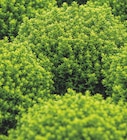 Kiebitzmarkt Winsen - Strauchveronica Hebe "Green Boys" Angebot im Prospekt Strauchveronica Hebe "Green Boys" bei Kiebitzmarkt im Winsen Prospekt für 2,79 €