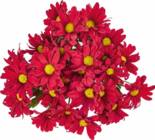 Aktuelle Chrysantheme Angebote bei Netto Marken-Discount in Dortmund Aktuelles Chrysanthemen Angebot bei Netto Marken-Discount in Dortmund ab 2,49 €