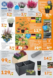 Aktueller Globus-Baumarkt Prospekt mit Obst, "Immer eine Idee besser", Seite 11
