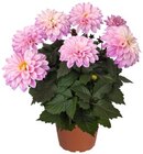 Lavendel im Balkonkasten im Angebot bei REWE in Wesel Lavendel im Balkonkasten Angebote von REWE Beste Wahl bei REWE Wesel für 4,99 €