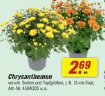 toom Baumarkt Gummersbach - Chrysanthemen Angebot im Prospekt Chrysanthemen bei toom Baumarkt im Gummersbach Prospekt für 2,69 €